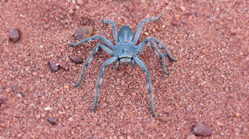 Wallpaper thumb: Huntsman Spider (Pediana sp)